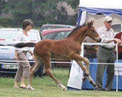 Deckhengst Owen v. Miramis (Welsh-Cob (Sek. D), 2015, von Gwynfaes Orig)