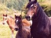 broodmare Gwynfaes Olwen (Welsh-Cob (Sek. D), 1997, from Tymor Pele)