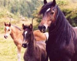 Zuchtstute Gwynfaes Olwen (Welsh-Cob (Sek. D), 1997, von Tymor Pele)