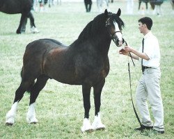 Deckhengst Tymor Pele (Welsh-Cob (Sek. D), 1994, von Crugybar Mabon)