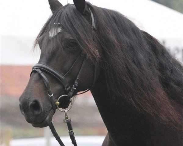 broodmare Northernlight Cobs Lady Lou (Welsh-Cob (Sek. D), 2002, from Unicorn Viscount)