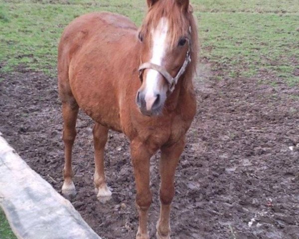 Pferd Lexi (Deutsches Reitpony, 1996, von Leeman)