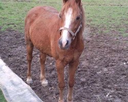 Pferd Lexi (Deutsches Reitpony, 1996, von Leeman)