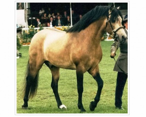 stallion Prince of Thieves (Connemara Pony, 1991, from The Fugitive)
