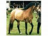 Deckhengst Prince of Thieves (Connemara-Pony, 1991, von The Fugitive)