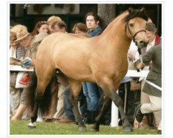 stallion Edenmist Pride of Thieves (Connemara Pony, 2003, from Prince of Thieves)