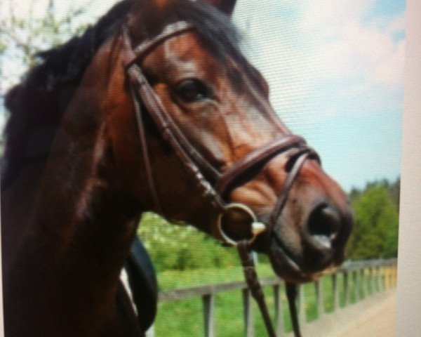 dressage horse What's up 35 (Bavarian, 2004, from D'Artagnan Classic)