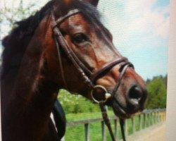 dressage horse What's up 35 (Bavarian, 2004, from D'Artagnan Classic)