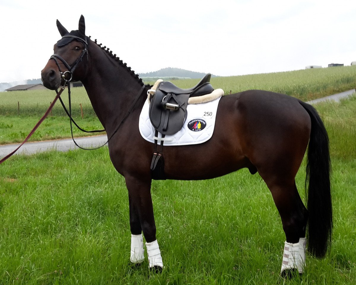 Dressurpferd Santiago Domingo (Rheinländer, 2010, von Schumacher)