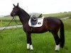 dressage horse Santiago Domingo (Rhinelander, 2010, from Schumacher)