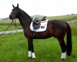 dressage horse Santiago Domingo (Rhinelander, 2010, from Schumacher)