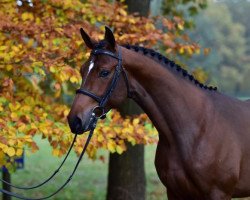 stallion Zandor Alpha Z (Zangersheide riding horse, 2012, from Zeus)