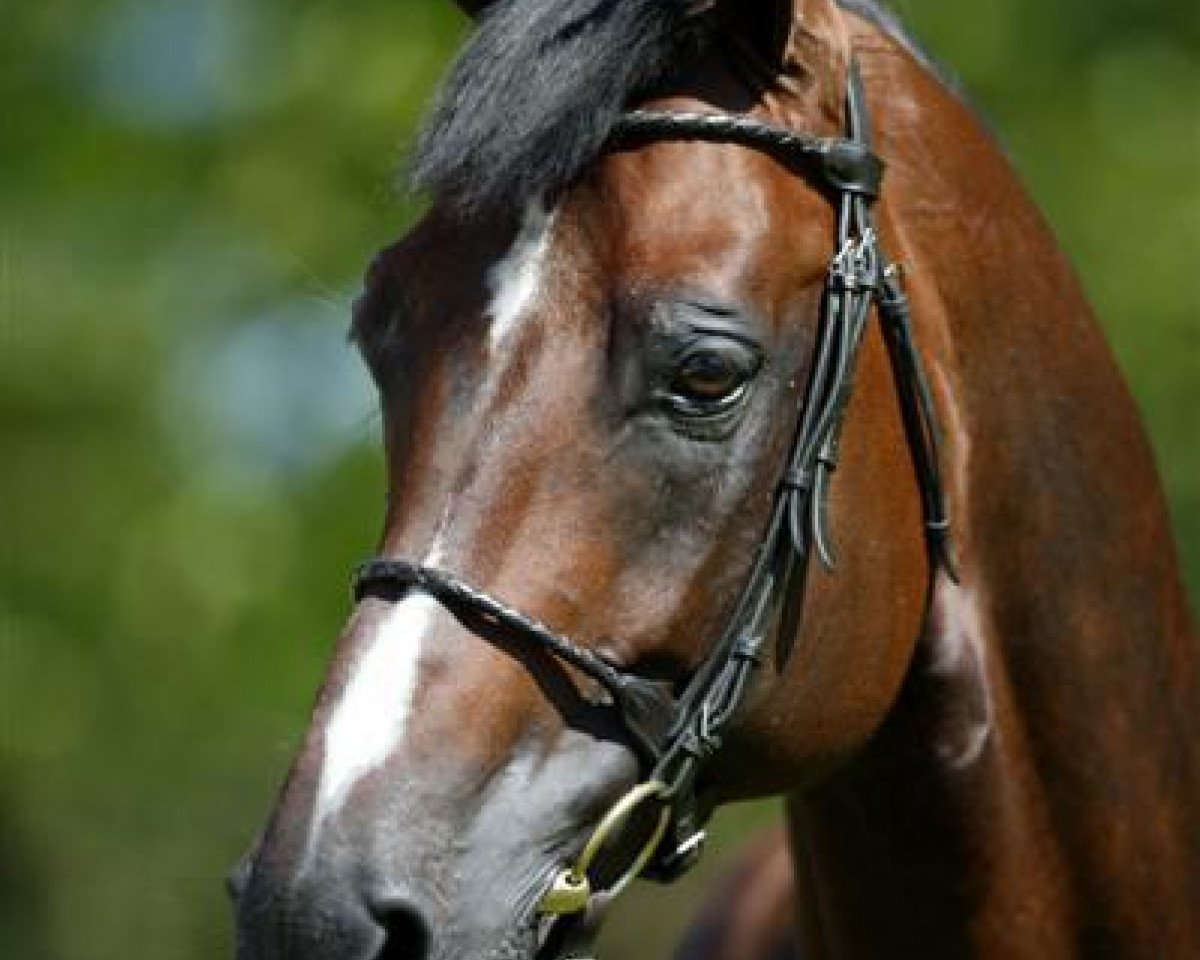 stallion Zandor Z (Rhinelander, 1989, from Zeus)