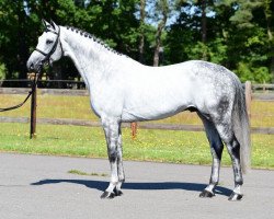 stallion Chellano Alpha Z (Zangersheide riding horse, 2008, from Contender)