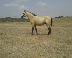 Pferd Bronceo (Lusitano, 2013)