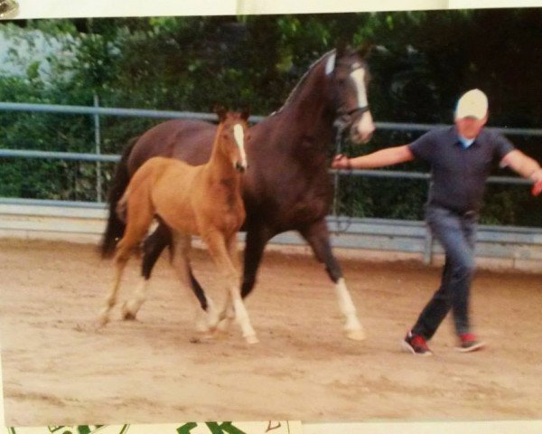 Zuchtstute Doreen S (Trakehner, 2000, von Sanssouci)