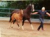 broodmare Doreen S (Trakehner, 2000, from Sanssouci)