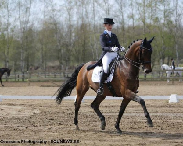 dressage horse Wipsy Vh Heihof (Belgian Warmblood, 1999, from Flemmingh)