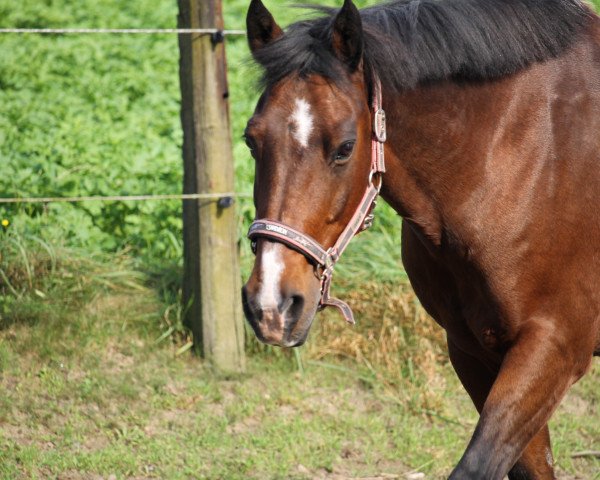 horse Drum Major (German Riding Pony, 1997, from Durello)