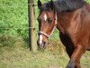 Pferd Drum Major (Deutsches Reitpony, 1997, von Durello)