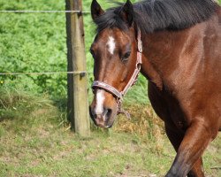 horse Drum Major (German Riding Pony, 1997, from Durello)