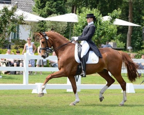 dressage horse Winando (KWPN (Royal Dutch Sporthorse), 2003, from Jetset-D 145 FIN)