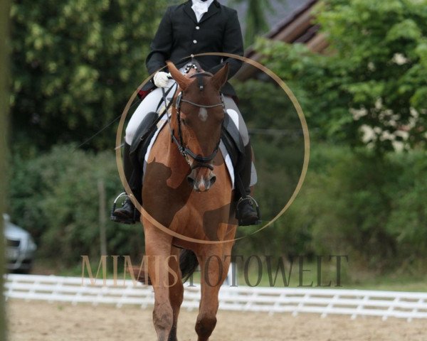 dressage horse Lennox 380 (German Warmblood, 2011, from Lord Georg)