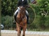 dressage horse Lennox 380 (German Warmblood, 2011, from Lord Georg)