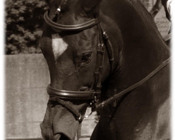 horse Naomi 13 (KWPN (Royal Dutch Sporthorse), 1988, from Zeoliet)