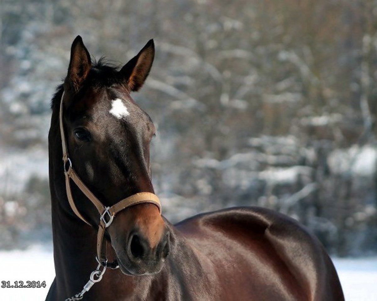 Pferd Nalisa (Schlesier, 2008, von Evento)