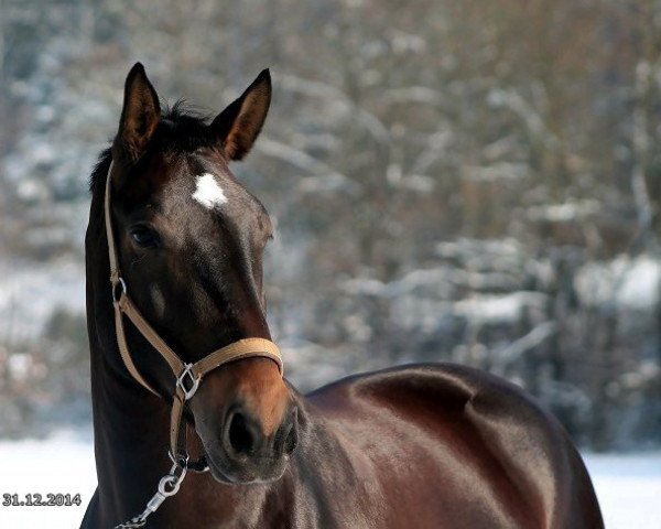 horse Nalisa (Schlesier, 2008, from Evento)