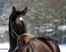 horse Nalisa (Schlesier, 2008, from Evento)