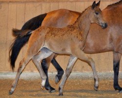 dressage horse Dioptas (Bavarian, 2014, from Decurio 3)