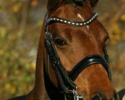 dressage horse Top Durella (German Riding Pony, 2006, from Durello)