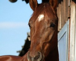 dressage horse Brillant (Bayer, 2011, from Blickpunkt 4)