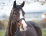 jumper Lorraine D (Hanoverian, 2010, from Levistano)