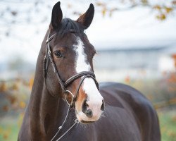 jumper Lorraine D (Hannoveraner, 2010, from Levistano)