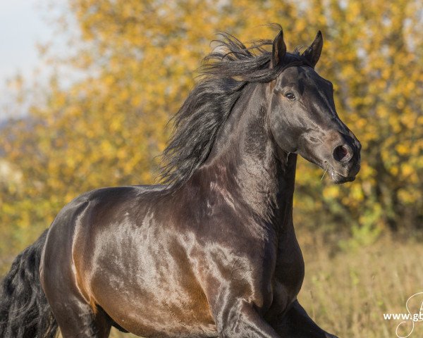 Pferd Atila (Pura Raza Espanola (PRE), 2011)