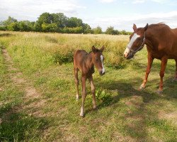 broodmare Stute von St. Schufro (German Sport Horse, 2015, from St. Schufro)