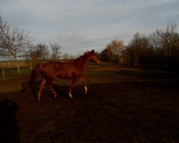 broodmare Qentchen Glück (German Sport Horse, 2005, from Quando-Quando)