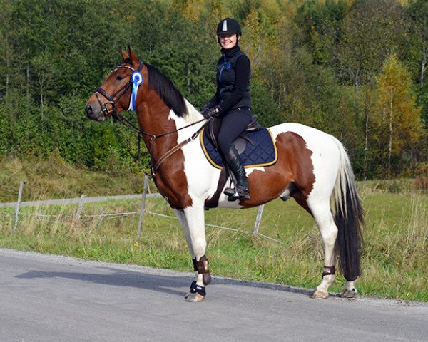 Pferd Gricius (Litauer Warmblut, 2011)