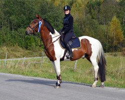 Pferd Gricius (Litauer Warmblut, 2011)