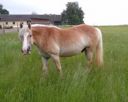 Pferd Amigo (Haflinger, 2002, von Argus)