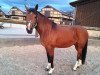 dressage horse Balalaika ES (German Riding Pony, 2006, from Nevado)