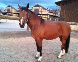 dressage horse Balalaika ES (German Riding Pony, 2006, from Nevado)