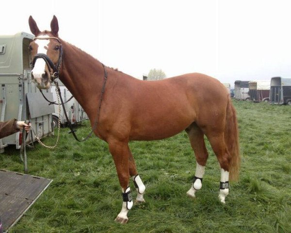 horse Lacoste (Hanoverian, 2008)