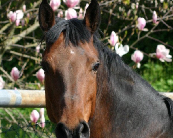 Zuchtstute Cloudy Day (Holsteiner, 1995, von Contender)