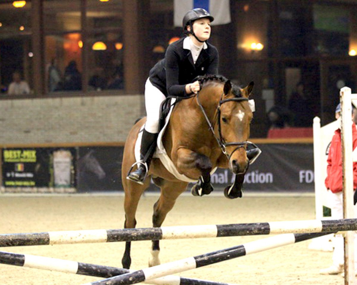 stallion Kodjo Van Orchid's (Nederlands Rijpaarden en Pony, 2011, from Kanshebber)