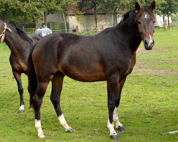 Zuchtstute Orchid's Nanette (New-Forest-Pony, 2011, von Kantje's Carlando)