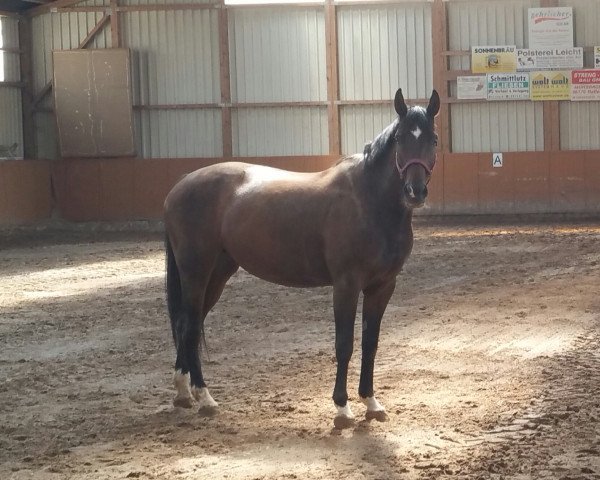 Pferd A'Lavinia (Deutsches Sportpferd, 2003, von Donnerprinz)